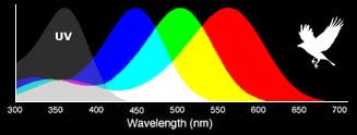 Birds See Ultraviolet UV - Tetrachromatic Vision and Coloration in Birds