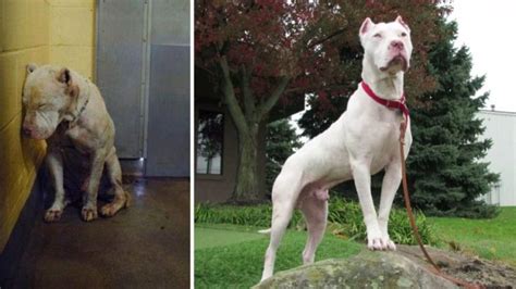 30 Before And After Photos Of Rescued Dogs That Show Importance Of Adoption