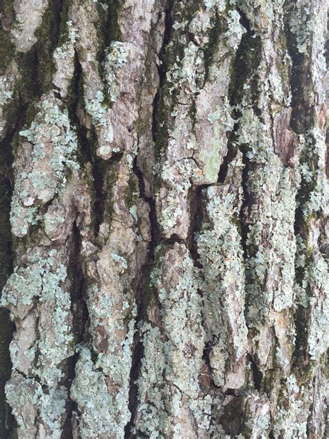 red oak tree bark - Aimee Jernigan