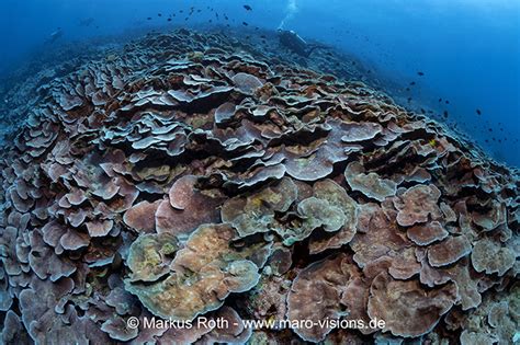 Hard Corals: 9 Facts You Never Knew