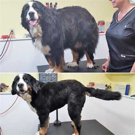 A bernese mountain dog before and after grooming – The Dapper Dog LLC