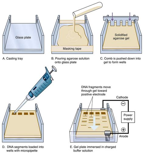 Electrophoresis: Overview, Principles and Types - Microbiology Notes