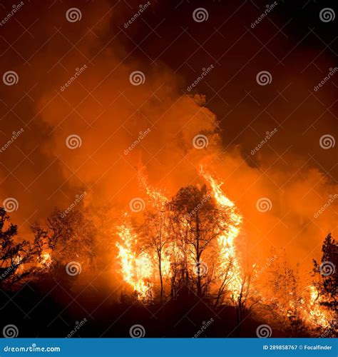 AI-generative Inferno Unleashed: Nighttime Forest Fire Photography Stock Illustration ...