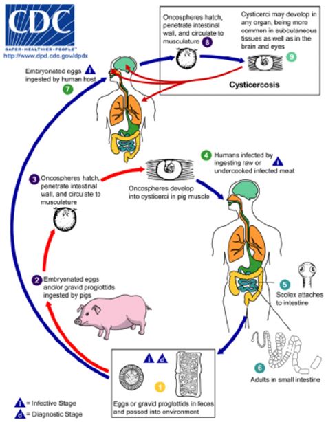 Life Cycle Of Taenia Solium Cysticercosis Source Cdc Dpdx - Riset