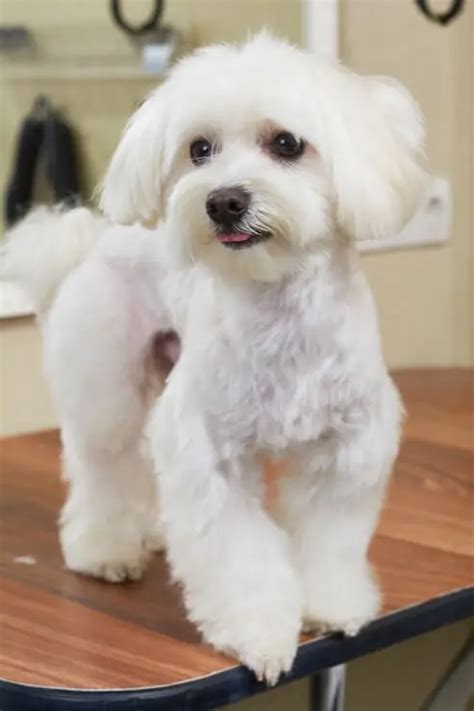 Teacup Maltese Complete Breed Profile: Size, Temperament and More ...