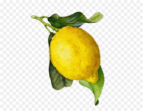 The best free Lemon watercolor images. Download from 100 free watercolors of Lemon at GetDrawings