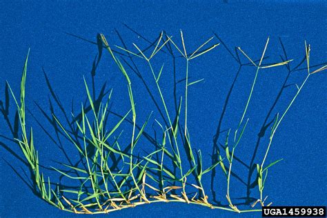 bermudagrass, Cynodon dactylon (Cyperales: Poaceae) - 1459938