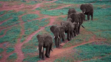 Download African Bush Elephant Herd Animal HD Wallpaper by Herbert Bieser