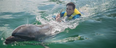 Dolphin Swim Encounter - Ocean Adventure Subic Bay