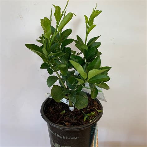 6" Persian Lime Tree - Flowers Talk Tivoli