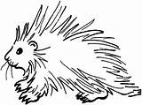 Printable Porcupine Coloring Page sketch template