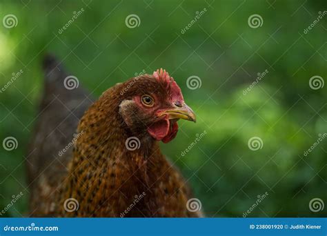 Bielefelder Hen in Nature Background Stock Photo - Image of outside, natural: 238001920