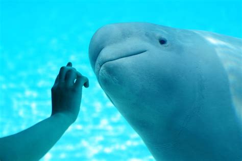 How Smart Are Beluga Whales? The Scientific Evidence – Ocean Action Hub