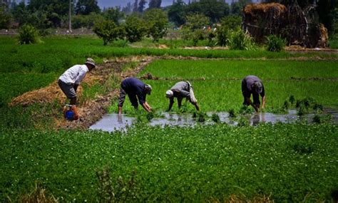 Portfolio of Egyptian agriculture sector contains 13 projects worth ...