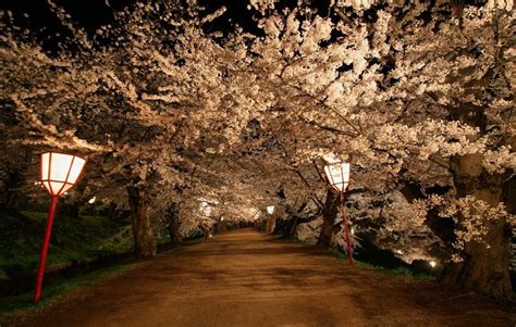 Cherry Blossoms, Jeju Island, South Korea | Places to go, Places to see, Beautiful places