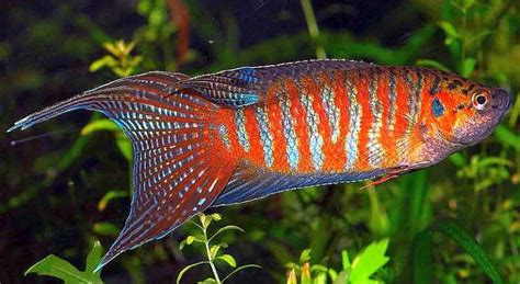 Paradise-fish-Macropodus-opercularis | Tropical Fish Keeping