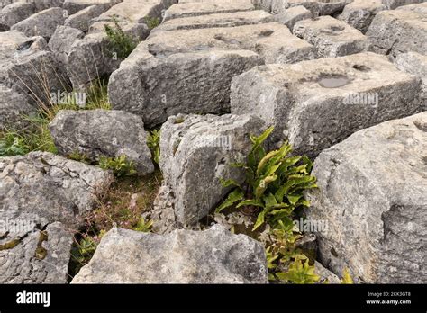 Malham Cove, a fault on the middle Craven Fault,the gaps clints provide ...