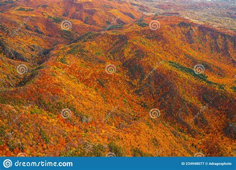 Autumn Details and Textures with Orange, Yellow and Red Color Shades. Nature Aerial Photo Used ...