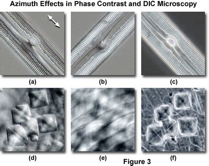 Molecular Expressions Microscopy Primer: Specialized Microscopy Techniques - DIC and Phase ...