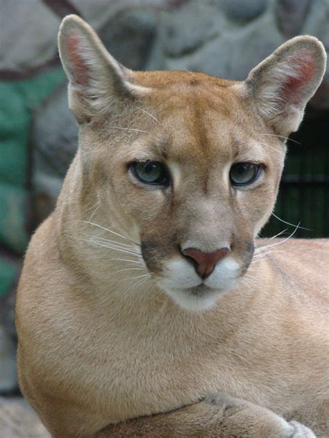 Puma - Zoo in Brazil | Animals, Beautiful world, Zoo