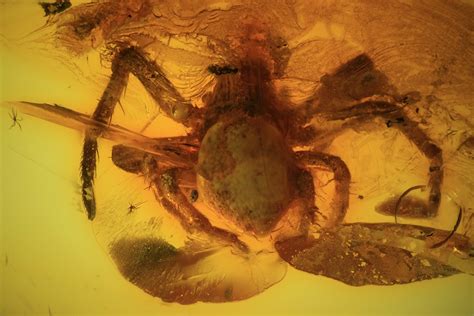 Fossil Spider (Aranea) In Baltic Amber For Sale (#45126) - FossilEra.com