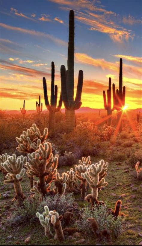 desert sunset saguaro cacti, cactus | Sunrise Sunset | Pinterest ...