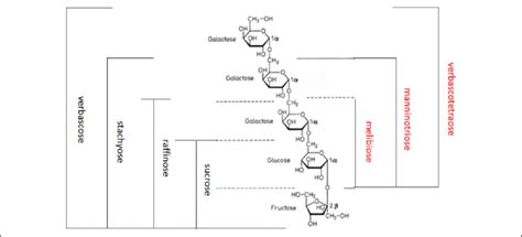 Structure of a-linked GOS. GOS: galacto-oligosaccharide. | Download Scientific Diagram