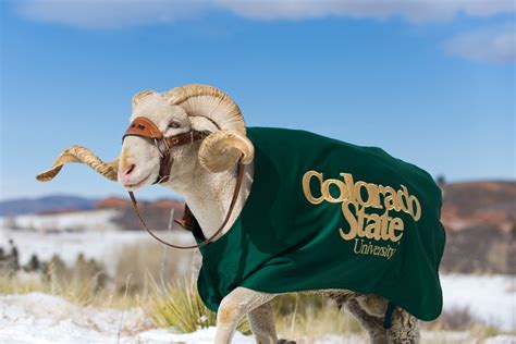 Colorado State University's Mascot Cam the Ram | Colorado St… | Flickr