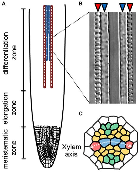 Frontiers | Regulation of xylem cell fate | Plant Science