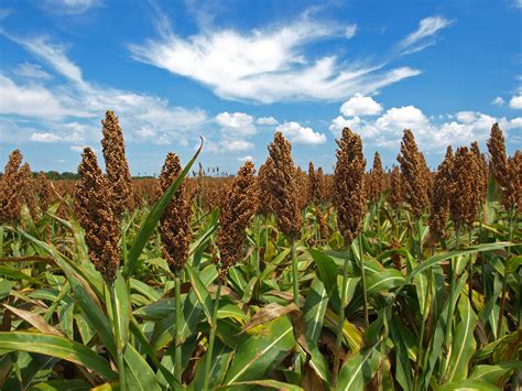 Guía completa para el cultivo de sorgo: requisitos, técnicas y beneficios