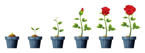 Beautiful red rose flower growth and development stages illustration ...