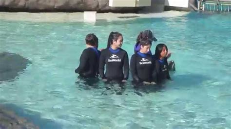 Dolphin Encounter at Sea World - YouTube