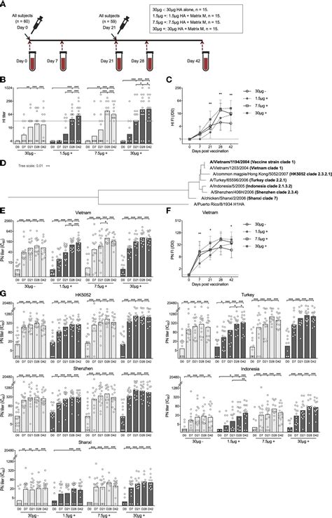 Frontiers | Matrix M Adjuvanted H5N1 Vaccine Elicits Broadly Neutralizing Antibodies and ...