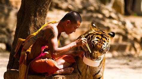 320x568 resolution | man feeding tiger, monks, animals, eating, tiger HD wallpaper | Wallpaper Flare