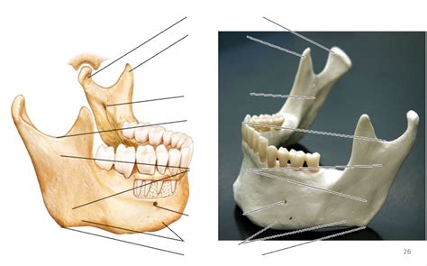 Mandible Diagram | Quizlet