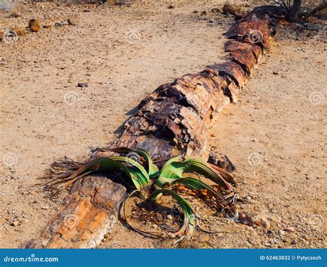 Welwitschia Mirabilis in Namib Desert Stock Photo - Image of safari, coniferopsida: 62463832