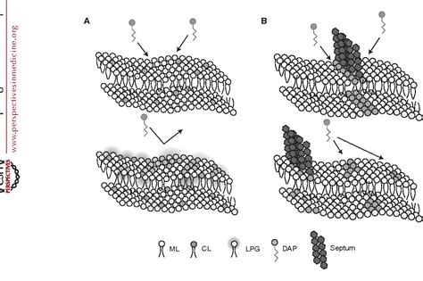 [PDF] Mechanism of Action and Resistance to Daptomycin in Staphylococcus aureus and Enterococci ...