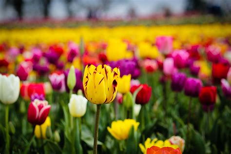 Kamstra Vision Photography on WordPress.com | Spring flowers, Tulips, Flower store