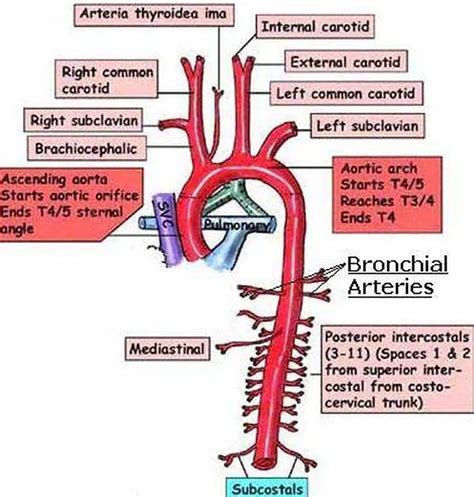 Arteria Bronquial