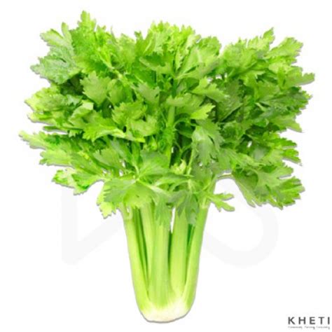 Celery