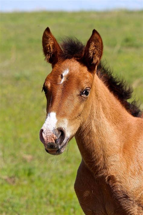 Black Hills Wild Horse Sanctuary | Beautiful horses, Wild horses, Horses