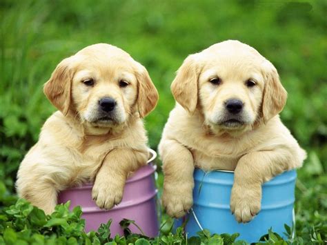 Two cute Golden Retriever puppies photo and wallpaper. Beautiful Two cute Golden Retriever ...