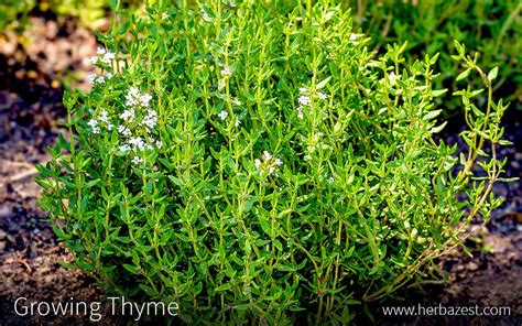 Growing Thyme | HerbaZest