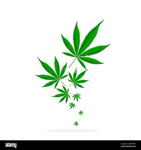 Falling green leaves of Cannabis. Vector cannabis leaf logo. Medical marijuana leaf isolated ...