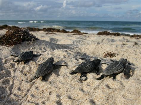 Florida's Sea Turtles Benefit from Empty Beaches - Fish & Wildlife Foundation of Florida