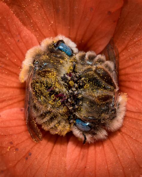 Photos of Bees Sleeping in a Flower | PetaPixel