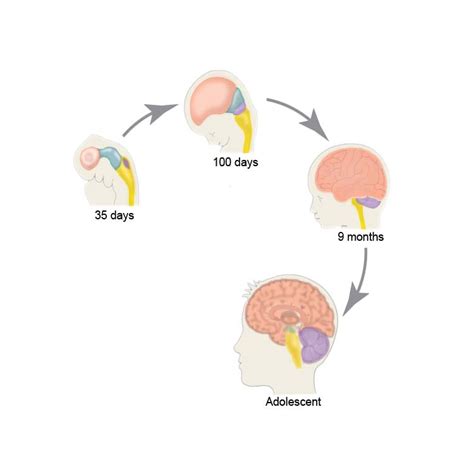 Baby Brain Development Stages