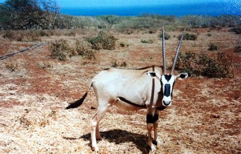 Molokai ranch Safari Wildlife tour Maunaloa Hawaii Been there ! Donne that ! Loved it ...