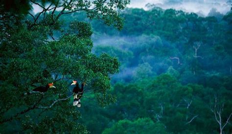 Hutan Kalimantan Semakin Dinanti dan Diminati | MONGA