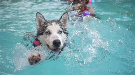 How to Teach a Dog to Swim?